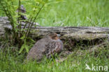 Grey Partridge (Perdix perdix)