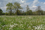 Pinksterbloem (Cardamine pratensis)