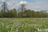 Pinksterbloem (Cardamine pratensis)