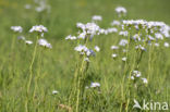 Pinksterbloem (Cardamine pratensis)