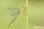 Dragonfly (Gomphus pulchellus)