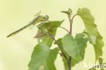 Dragonfly (Gomphus pulchellus)