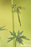 Dragonfly (Gomphus pulchellus)