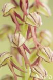 Man Orchid (Aceras anthropophorum)