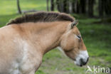 Przewalskipaard (Equus przewalskii)