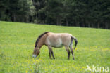 Mongolian Wild Horse