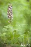 Lady Orchid (Orchis purpurea)