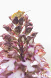 Lady Orchid (Orchis purpurea)