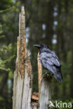 Raaf (Corvus corax)