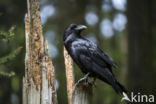 Raaf (Corvus corax)