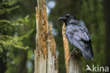 Raaf (Corvus corax)