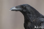 Raaf (Corvus corax)