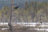 Raaf (Corvus corax)