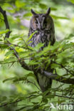 Long-eared Owl (Asio otus)