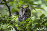 Long-eared Owl (Asio otus)