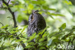 Long-eared Owl (Asio otus)