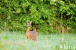 Roe Deer (Capreolus capreolus)