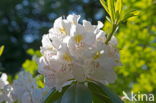 Rhododendron (Rhododendron 