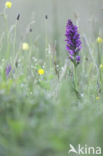 Southern Marsh-orchid (Dactylorhiza praetermissa)