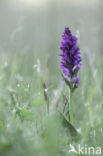Southern Marsh-orchid (Dactylorhiza praetermissa)