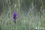 Southern Marsh-orchid (Dactylorhiza praetermissa)