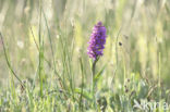 Southern Marsh-orchid (Dactylorhiza praetermissa)