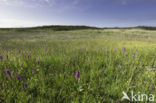 Southern Marsh-orchid (Dactylorhiza praetermissa)