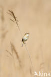 Sedge Warbler (Acrocephalus schoenobaenus)