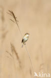 Rietzanger (Acrocephalus schoenobaenus)