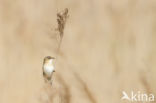 Sedge Warbler (Acrocephalus schoenobaenus)