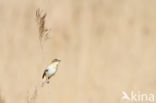 Sedge Warbler (Acrocephalus schoenobaenus)