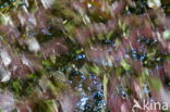 Rode beuk (Fagus purpurea)