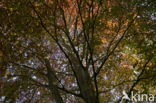 Purple Beech (Fagus purpurea)