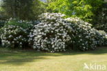 Rododendron (Rhododendron)