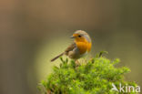 European Robin (Erithacus rubecula)