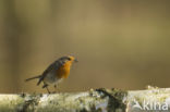 European Robin (Erithacus rubecula)