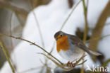 European Robin (Erithacus rubecula)