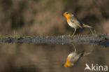 European Robin (Erithacus rubecula)