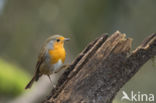 European Robin (Erithacus rubecula)