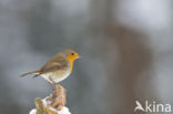 European Robin (Erithacus rubecula)