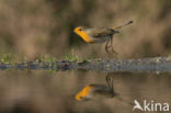 European Robin (Erithacus rubecula)