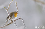 European Robin (Erithacus rubecula)