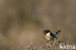 European Stonechat (Saxicola rubicola)