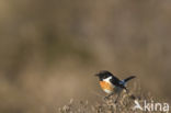 European Stonechat (Saxicola rubicola)