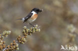 Roodborsttapuit (Saxicola rubicola)