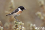 Roodborsttapuit (Saxicola rubicola)