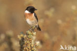 Roodborsttapuit (Saxicola rubicola)