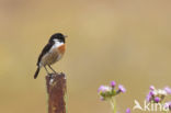 European Stonechat (Saxicola rubicola)