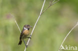 European Stonechat (Saxicola rubicola)