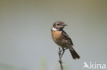 European Stonechat (Saxicola rubicola)